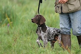 assurance AXA chien de chasse